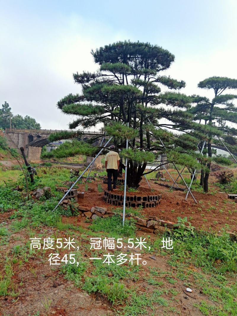 山东造型松，造型松，莱芜精品造型松，莱芜造型黑松，欢迎来电
