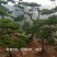 山东造型松，造型松，莱芜精品造型松，莱芜造型黑松，欢迎来电