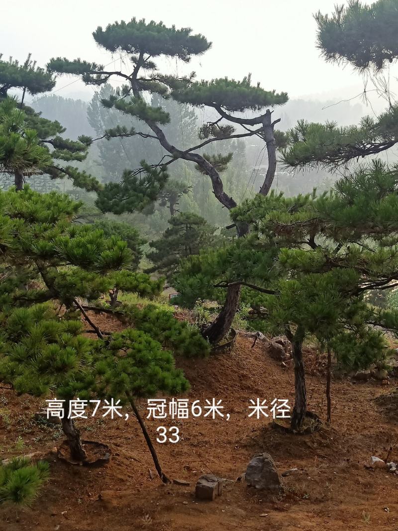 山东造型松，造型松，莱芜精品造型松，莱芜造型黑松，欢迎来电