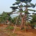 山东造型松，造型松，莱芜精品造型松，莱芜造型黑松，欢迎来电