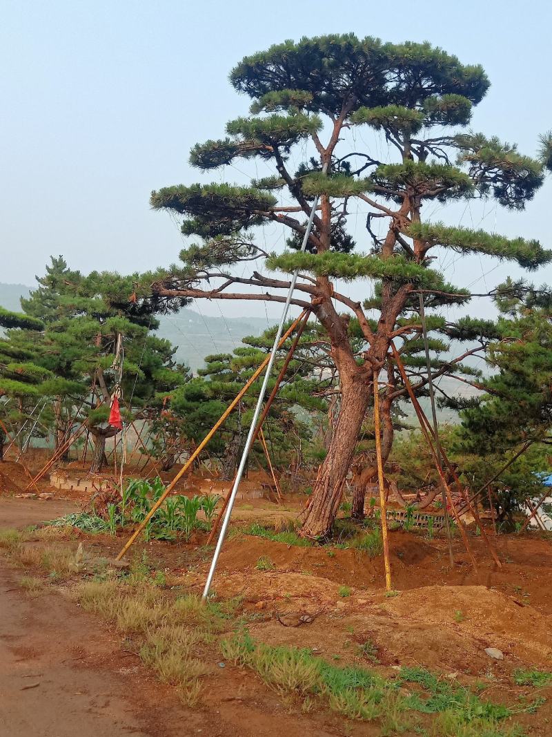 山东造型松，造型松，莱芜精品造型松，莱芜造型黑松，欢迎来电