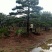 山东造型松，造型松，莱芜精品造型松，莱芜造型黑松，欢迎来电