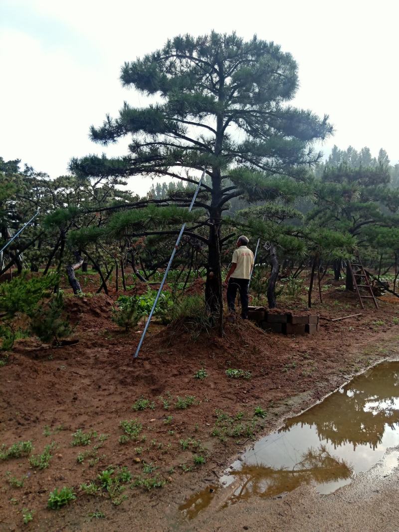 山东造型松，造型松，莱芜精品造型松，莱芜造型黑松，欢迎来电