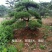 山东造型松，造型松，莱芜精品造型松，莱芜造型黑松，欢迎来电