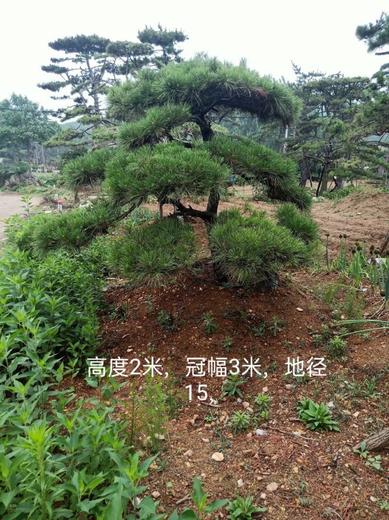 山东造型松，造型松，莱芜精品造型松，莱芜造型黑松，欢迎来电