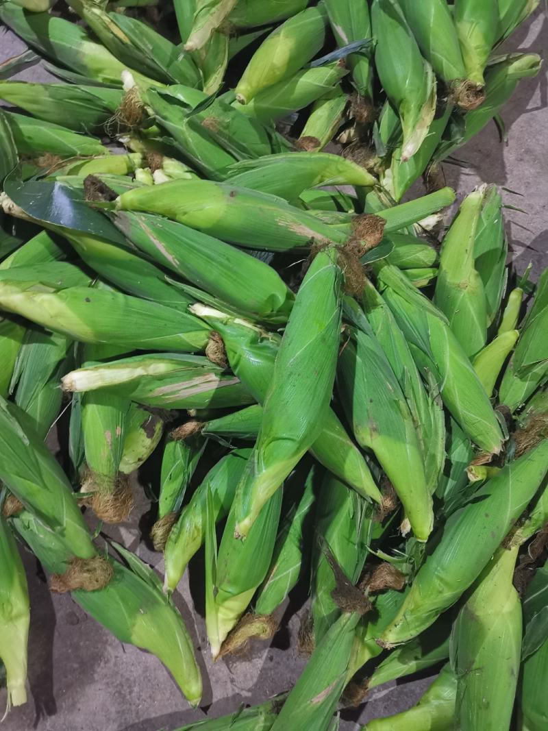 潍坊青州，黏玉米，鲜玉米，大量上市，电商，社区团购，