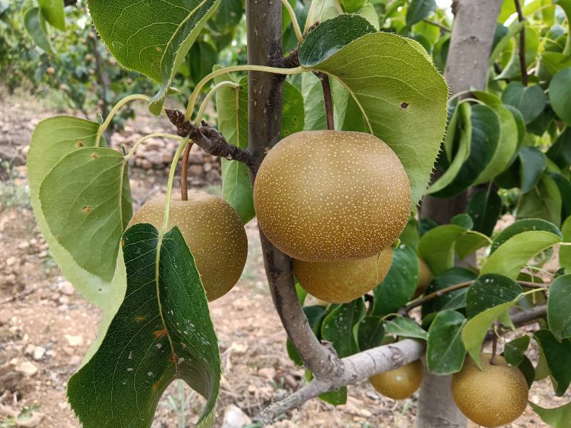 基地源头，货量充足。保质保量，