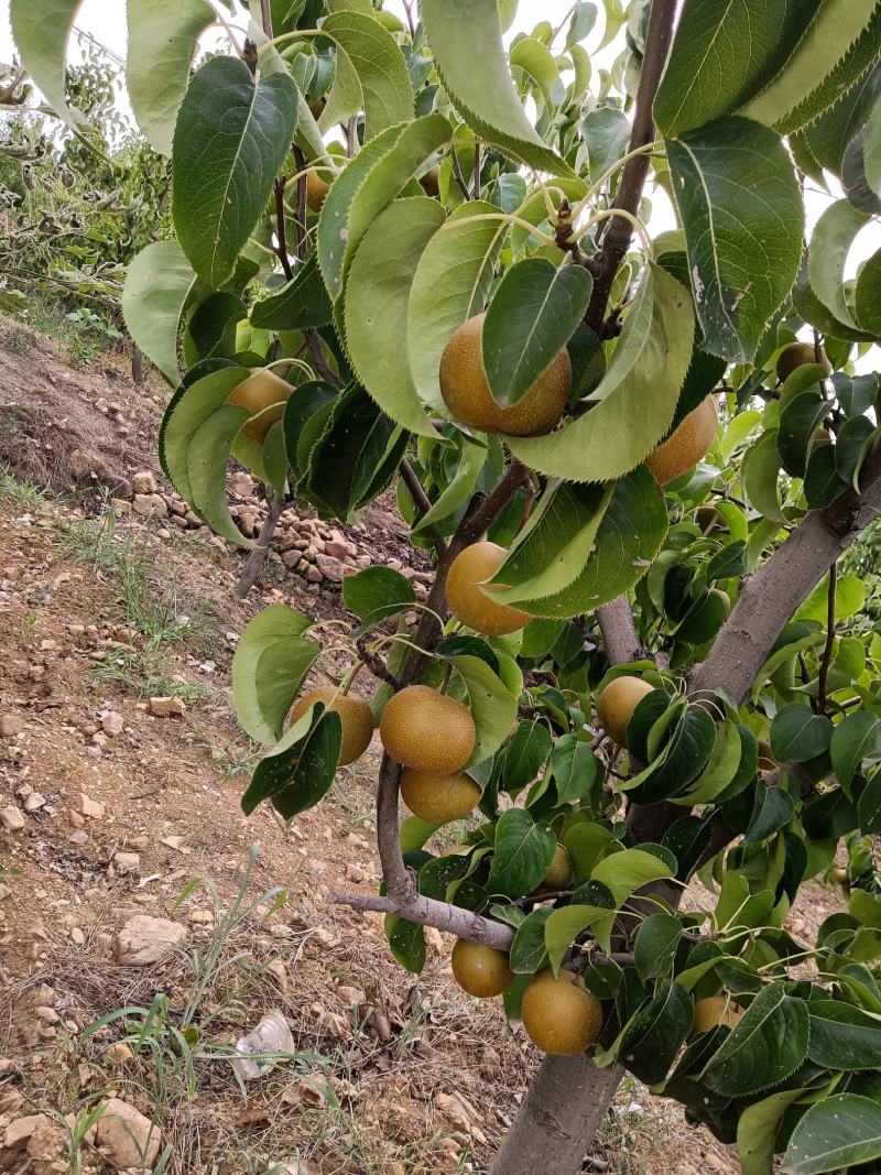 基地源头，货量充足。保质保量，
