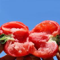 毛粉西红柿现摘现发新鲜直达全国批发量大保质保量长期供