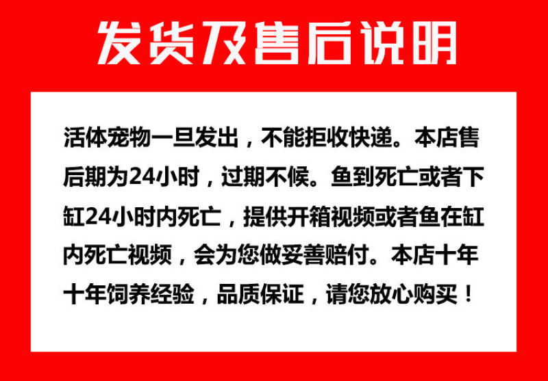 银龙鱼活体发财招财鱼大中型淡水鱼风水鱼金龙鱼龙热带观赏鱼