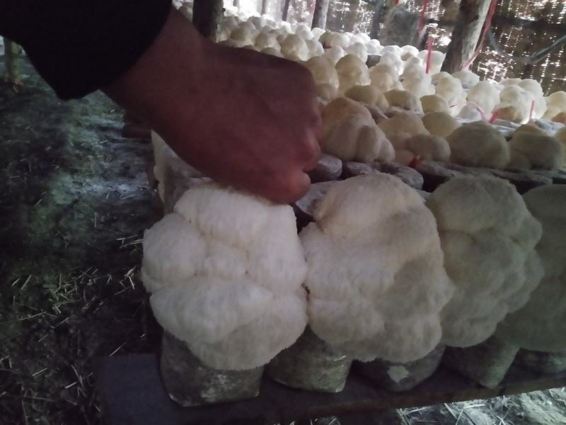 东北新鲜猴头菇批发新鲜美味空运直达中国猴头菇之乡