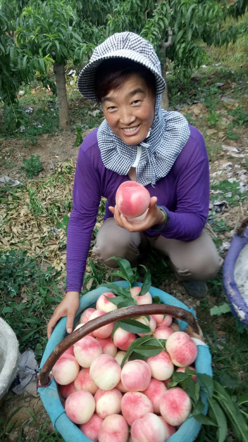 陕西礼泉桃子已大量上市
