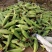 鲜玉米来喽，甜糯皮色超级绿，无虫，饱满，