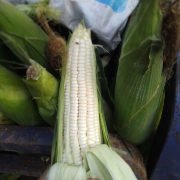 鲜玉米来喽，甜糯皮色超级绿，无虫，饱满，