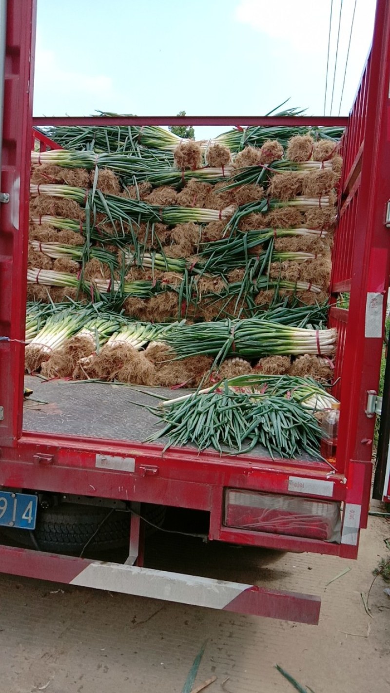 长白大葱