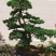 罗汉松老桩造型适合庭院种植市政小区绿化