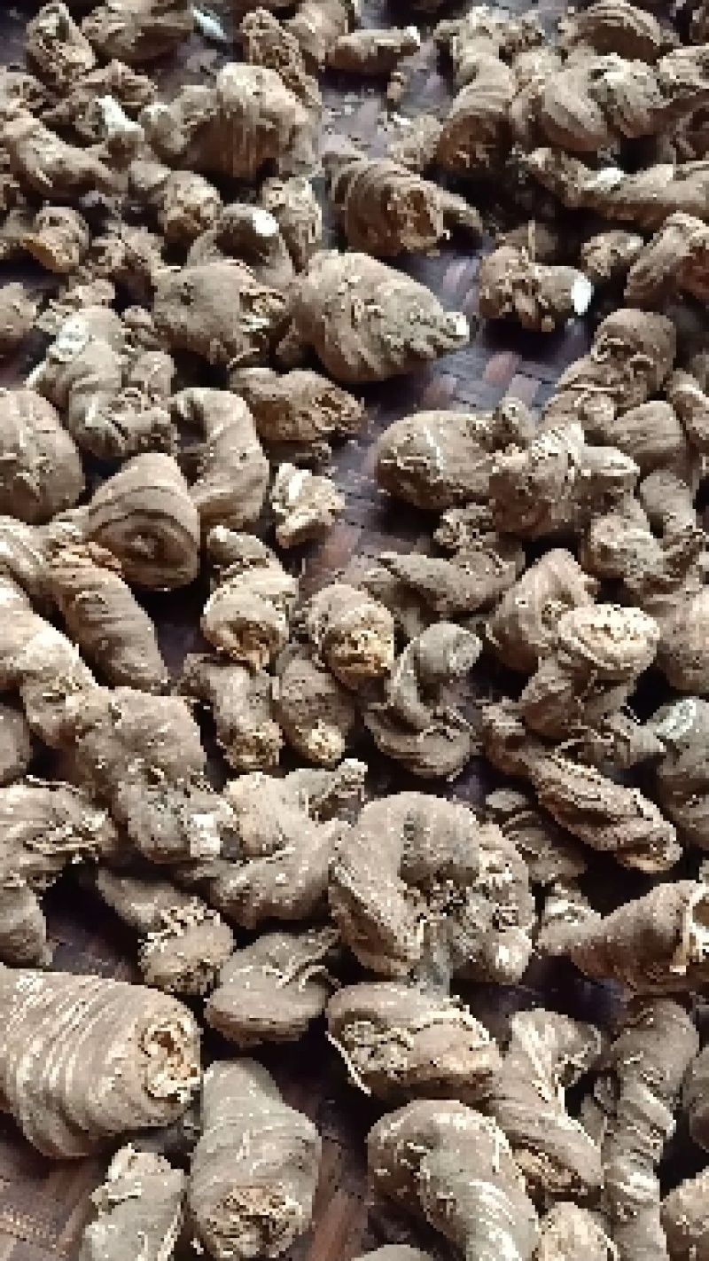 华重楼干货，常年有售，自产自销，产地为四川省雅安市石棉县