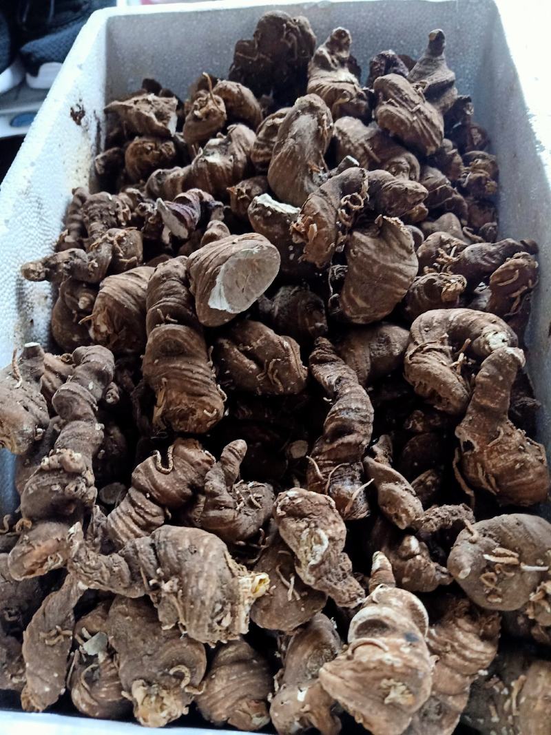 华重楼干货，常年有售，自产自销，产地为四川省雅安市石棉县