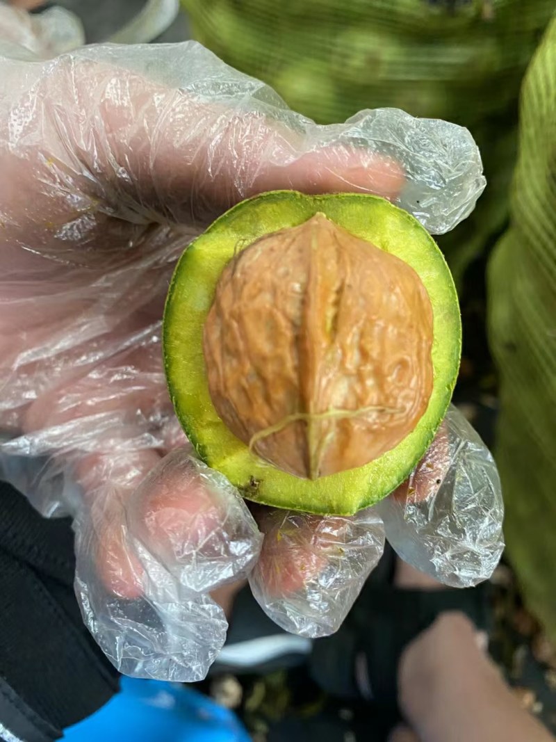 大凉山鲜核桃，山核桃，青皮核桃皮薄肉厚，馈赠珍品