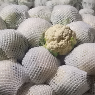 精品蔬菜大量上市需要的联系了