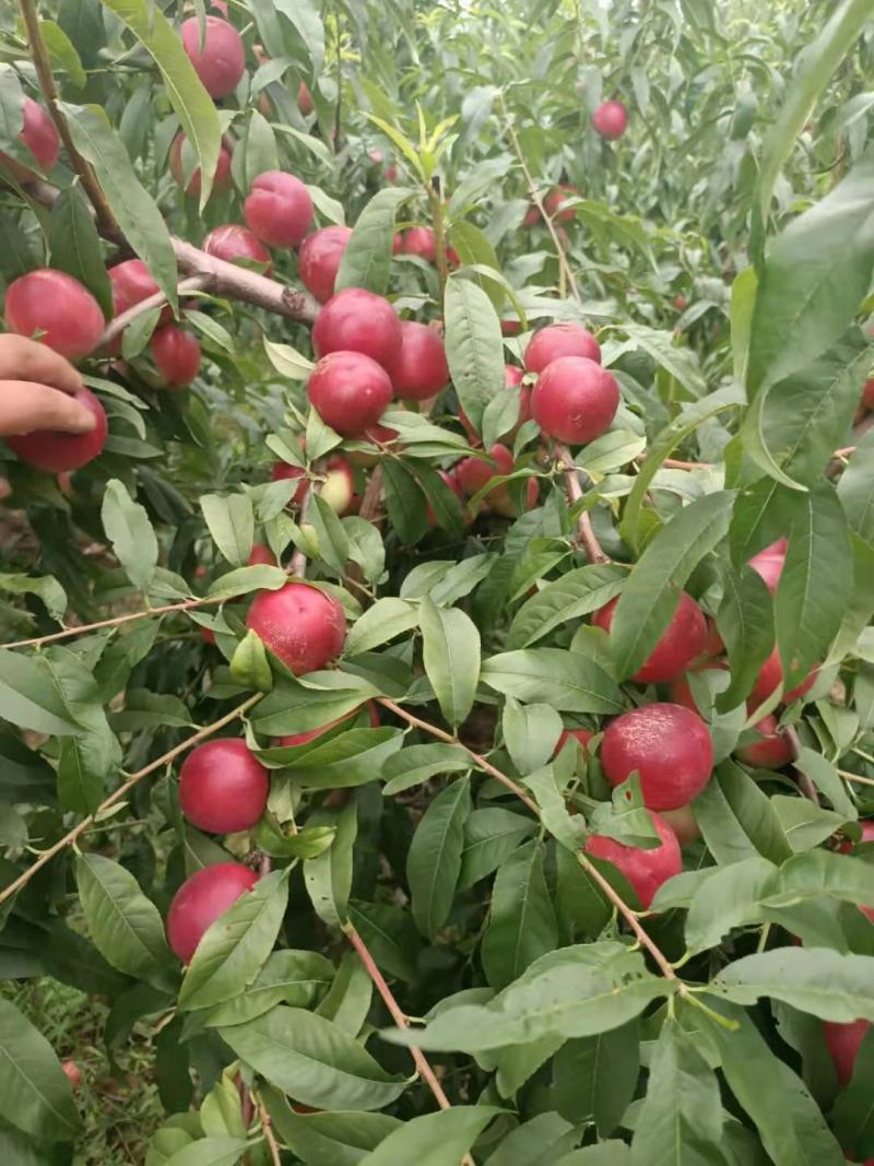 珍珠枣油桃批发珍珠枣油桃产地批发陕西优质枣油桃基