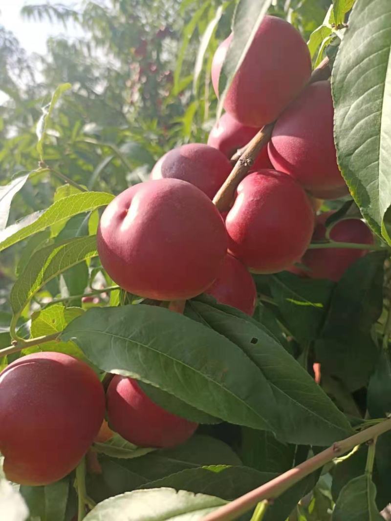 珍珠枣油桃批发珍珠枣油桃产地批发陕西优质枣油桃基