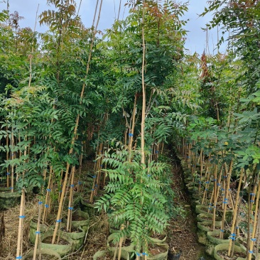 黄连木