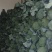 甘肃西兰花定西西兰花新鲜直采西兰花露天种植