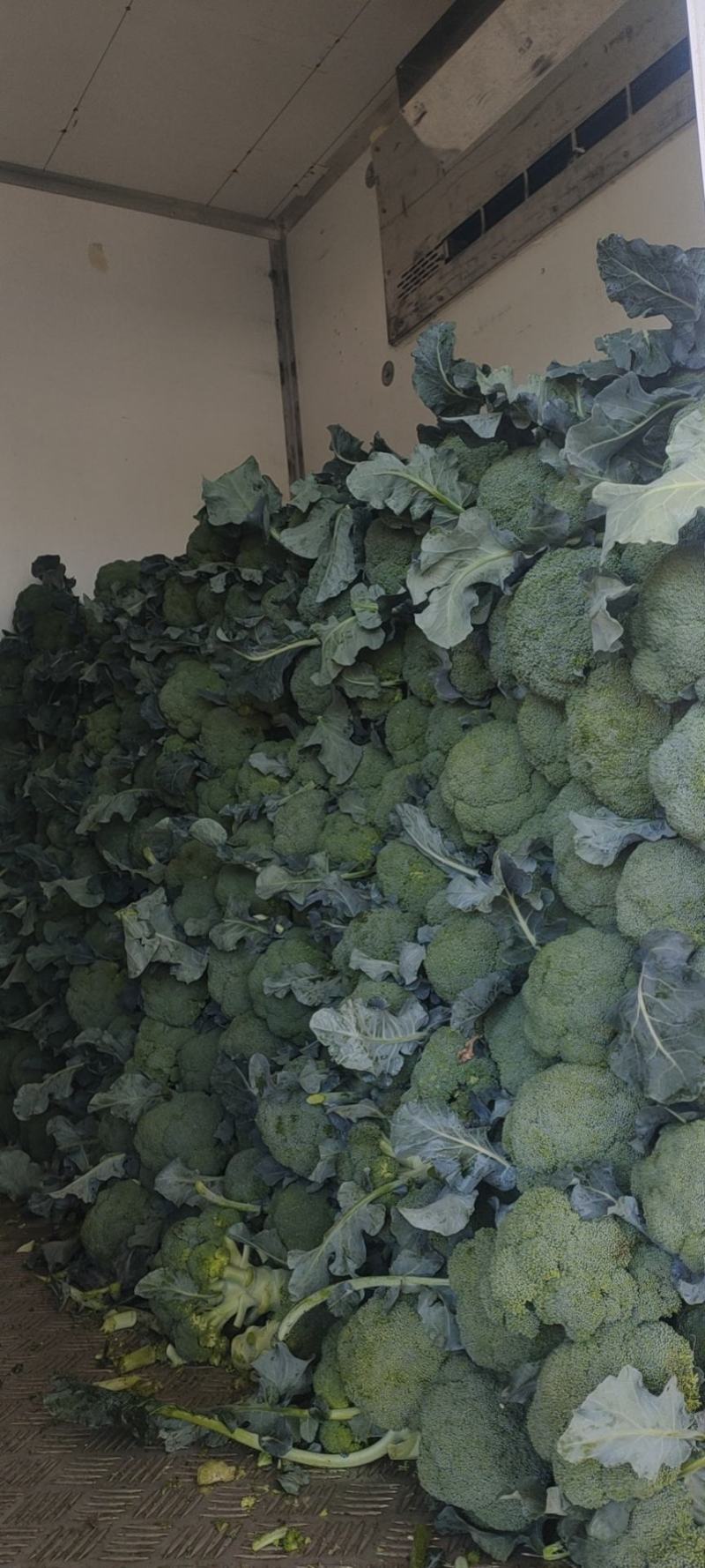甘肃西兰花定西西兰花新鲜直采西兰花露天种植