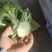 甘肃西兰花定西西兰花新鲜直采西兰花露天种植
