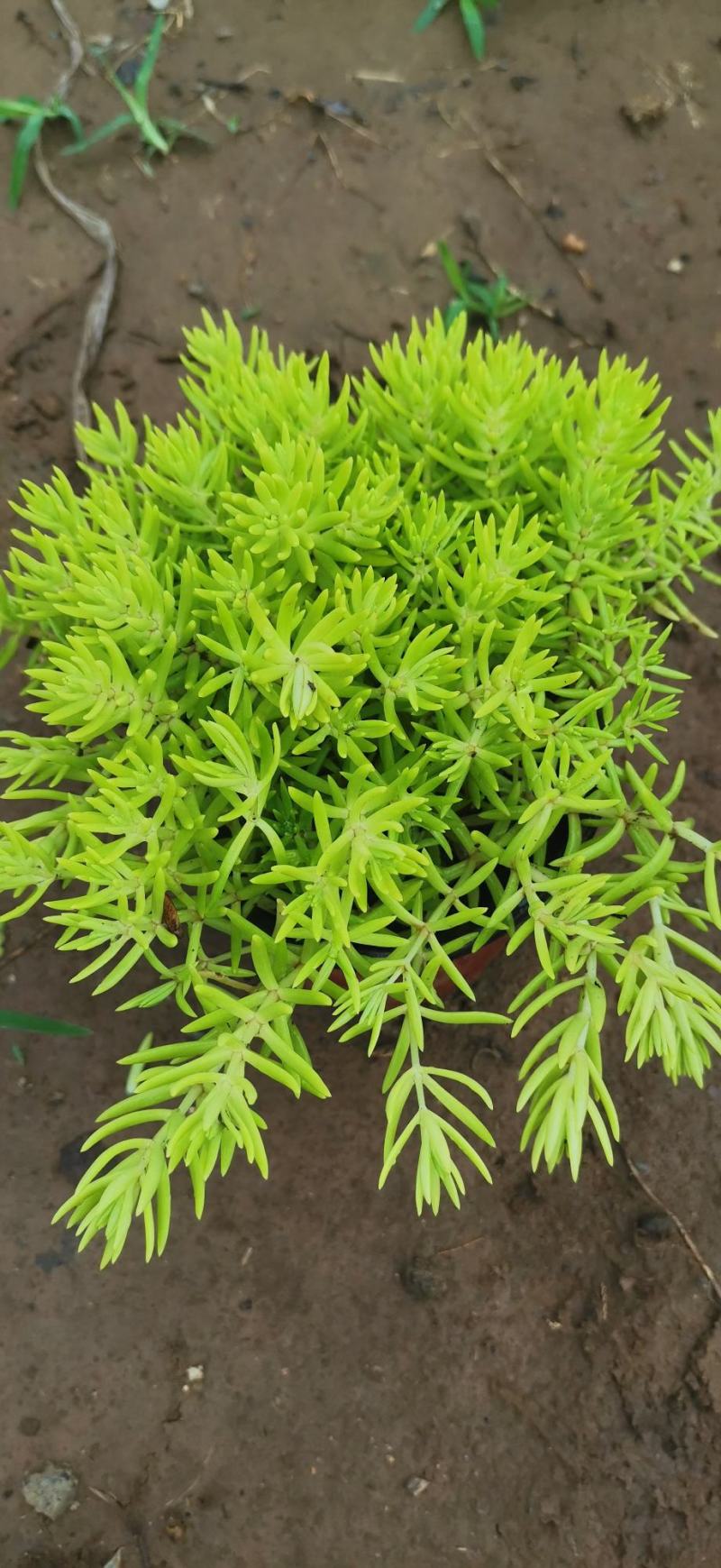 金叶佛甲草，种植基地直发，价格低需要的联系