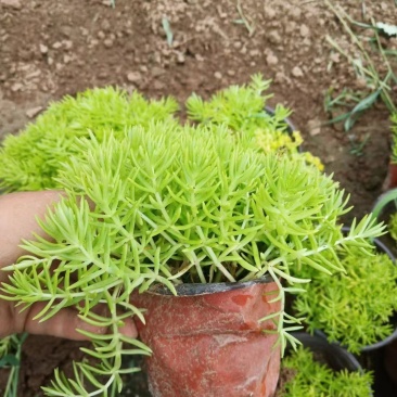 金叶佛甲草，种植基地直发，价格低需要的联系