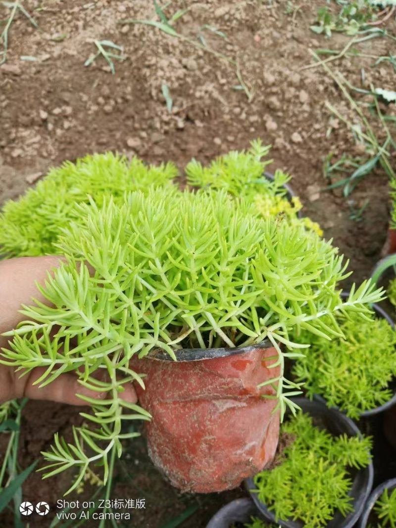 金叶佛甲草，种植基地直发，价格低需要的联系