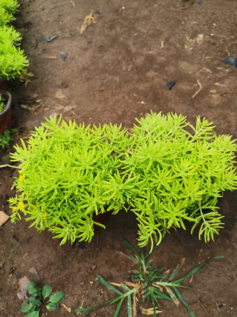 金叶佛甲草，需要的老板询价价格低质量好
