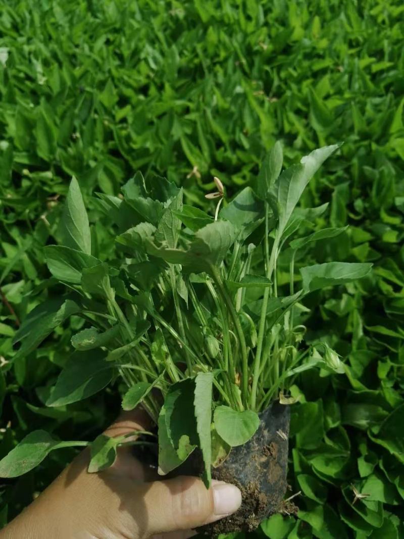 紫花地丁苗圃直发不同高度价格低质量好欢迎询价