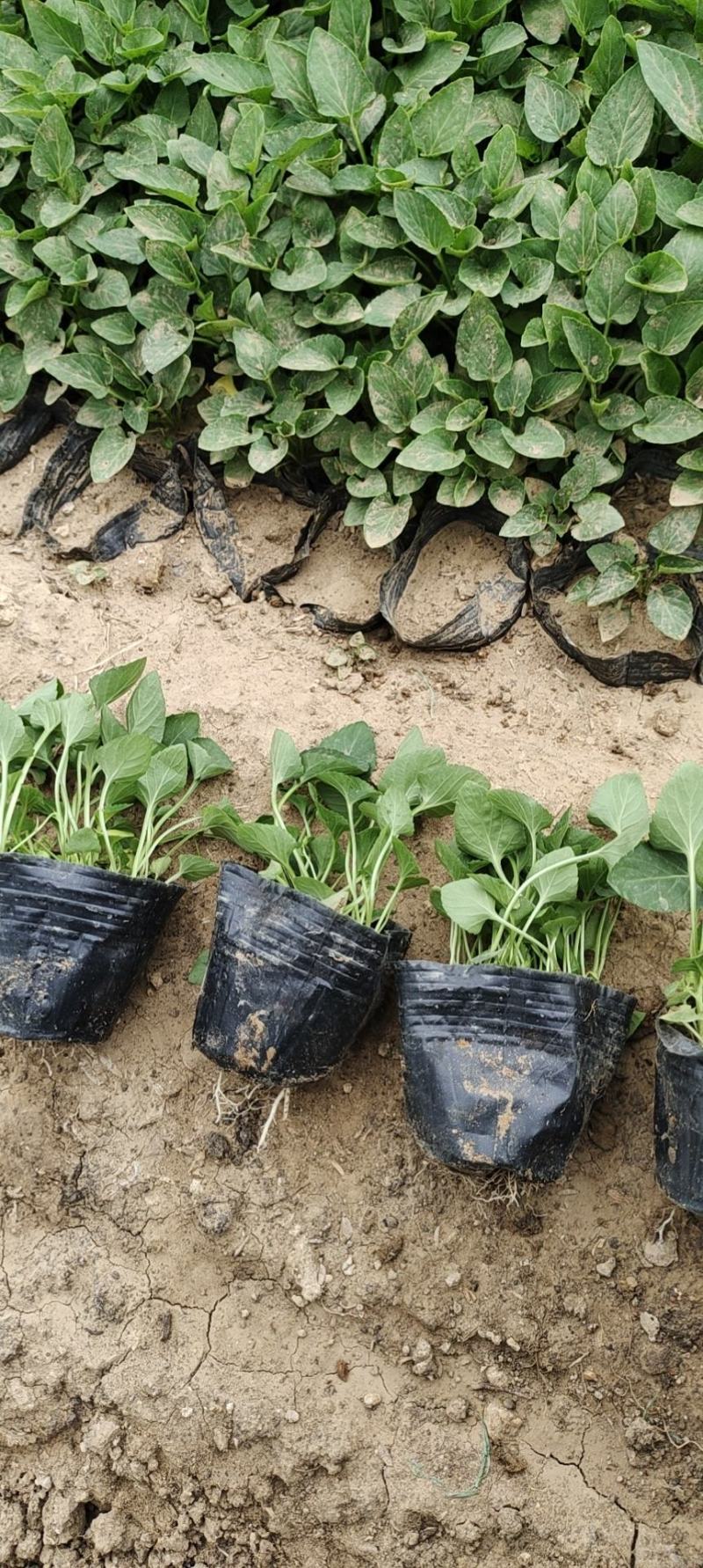 紫花地丁苗圃直发不同高度价格低质量好欢迎询价