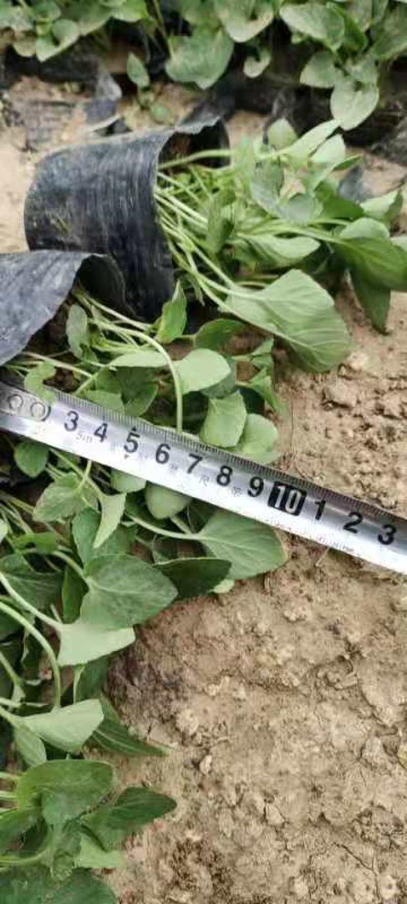 紫花地丁苗圃直发不同高度价格低质量好欢迎询价