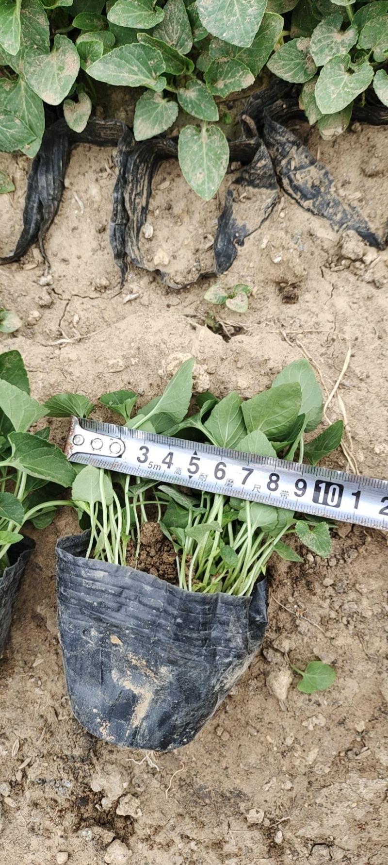 紫花地丁苗圃直发不同高度价格低质量好欢迎询价