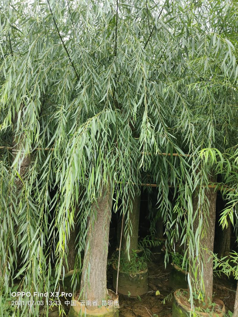 柳树