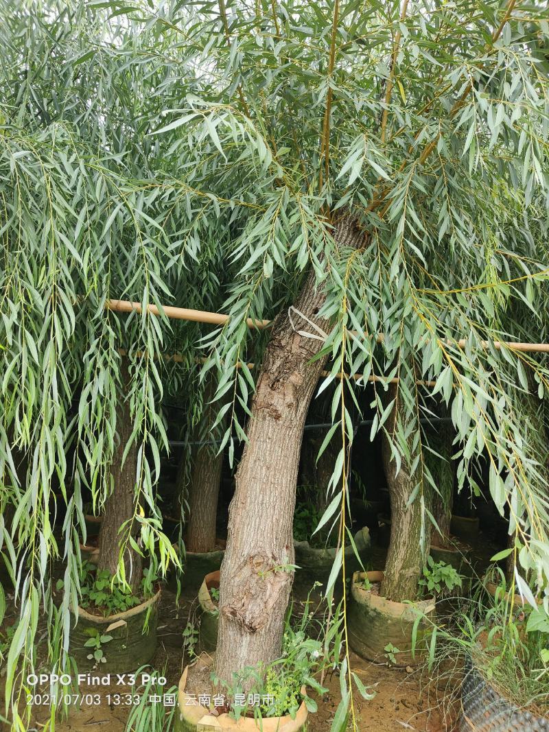 柳树