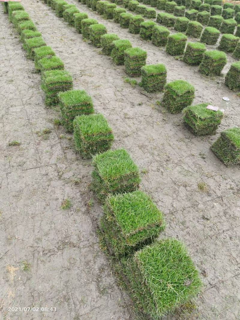 草坪草台湾二号真草皮