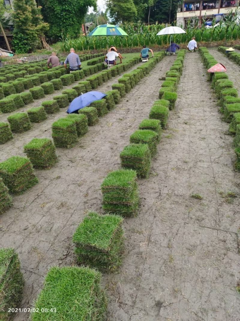草坪草台湾二号真草皮