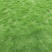 草坪草台湾二号真草皮