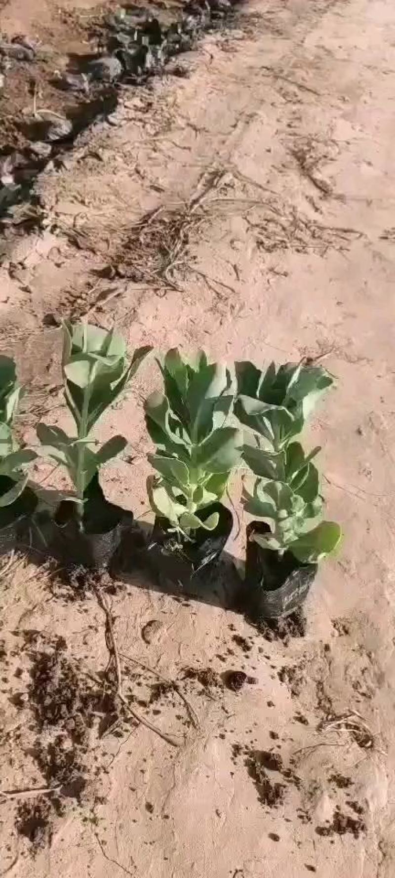 八宝景天草花苗圃直发价格低质量优欢迎选购