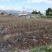 碧根果嫁接苗，美国山核桃袋装嫁接苗，薄壳山核桃苗，批发价