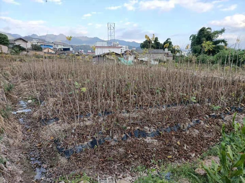 碧根果嫁接苗，美国山核桃袋装嫁接苗，薄壳山核桃苗，批发价