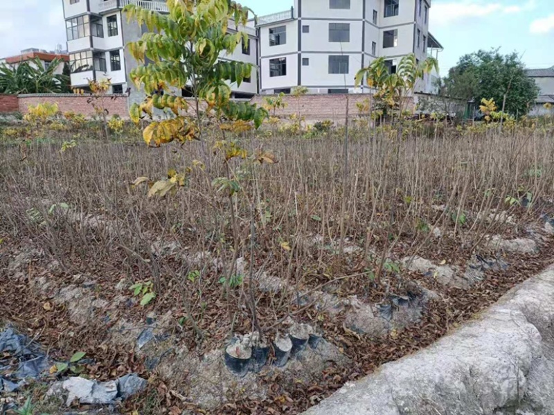 碧根果嫁接苗，美国山核桃袋装嫁接苗，薄壳山核桃苗，批发价