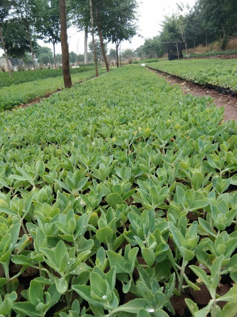 八宝景天草花苗圃直发价格低质量优欢迎选购