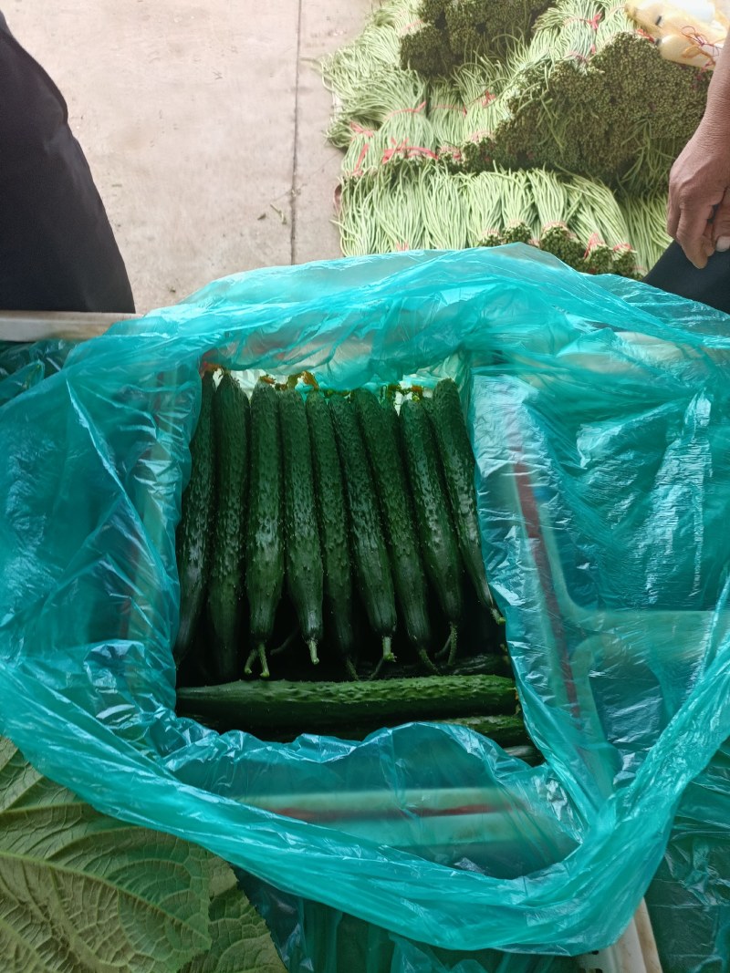 山东兰陵精品密刺油亮黄瓜，产地供应，一手货源，保质保量