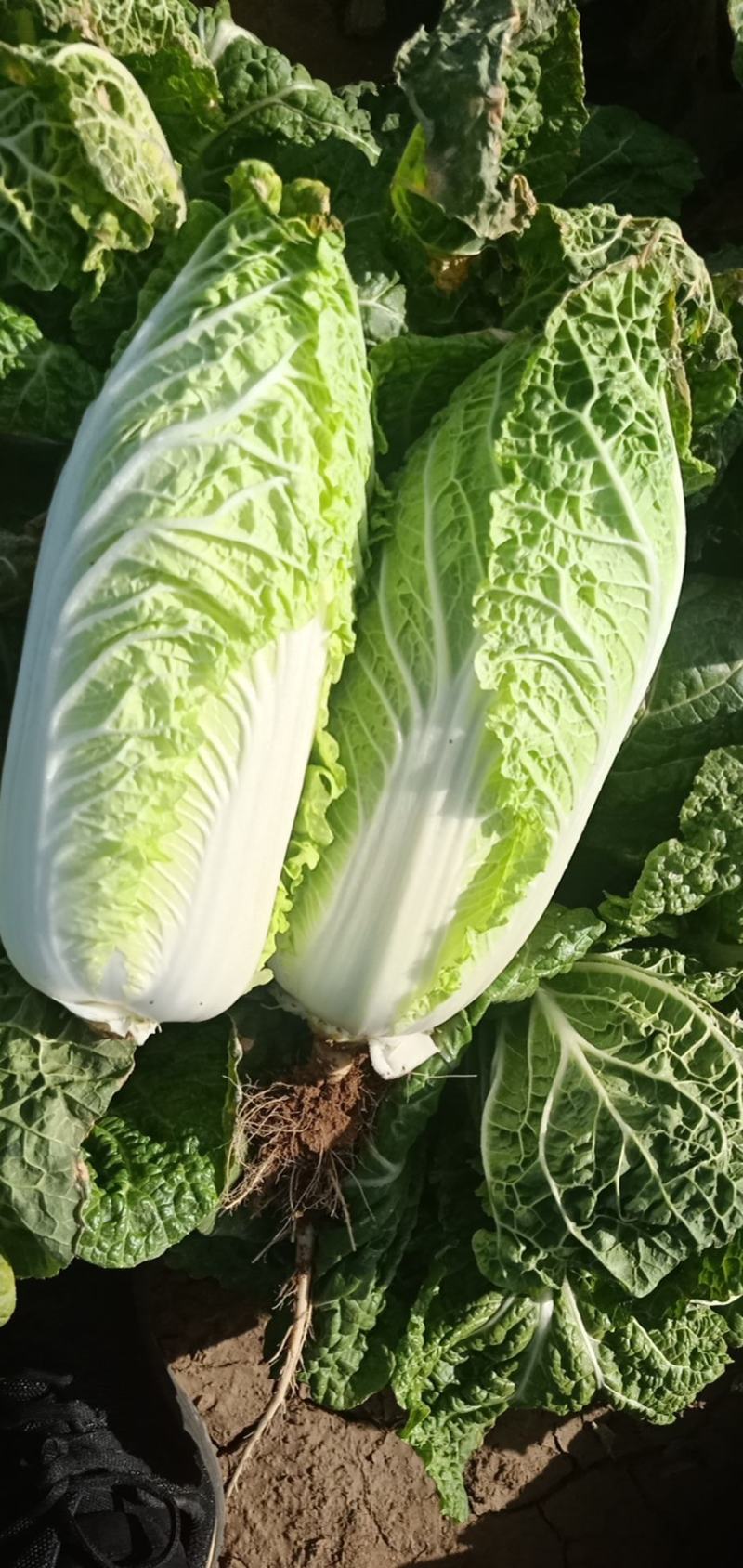 精品大小娃娃菜